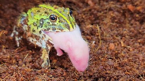 井中蛙吃瓜盘怎么用,揭秘井中蛙吃瓜盘的独特用法