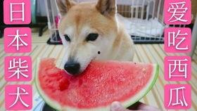 吃瓜声配音,揭秘吃瓜声背后的趣味与魅力