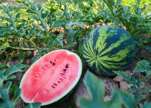 乡宁吃瓜,探寻吃瓜文化的魅力所在