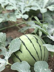 2019网红吃瓜,盘点年度热门事件与幕后真相