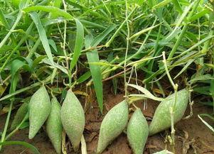 地梢瓜如何晾干吃,传统美味新体验