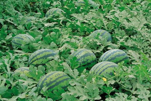 地梢瓜如何晾干吃,传统美味新体验