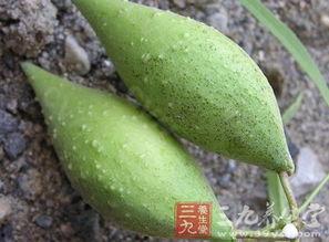 地梢瓜如何晾干吃,传统美味新体验