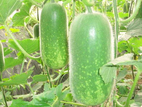 吃瓜金闪闪娱圈瓜,揭秘娱乐圈背后的秘密与八卦