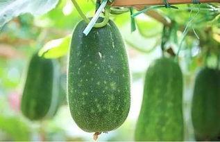 吃瓜消消消,消消乐不停——吃瓜消消消带你畅游甜蜜时光