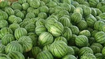 梦见在瓜地里吃瓜,瓜地寻味，瓜果飘香