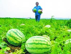 田间地头吃瓜诗句