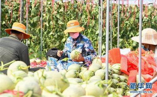 田间地头吃瓜诗句