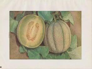 如何吃小蜜瓜最好吃,解锁小蜜瓜的最佳美味秘诀