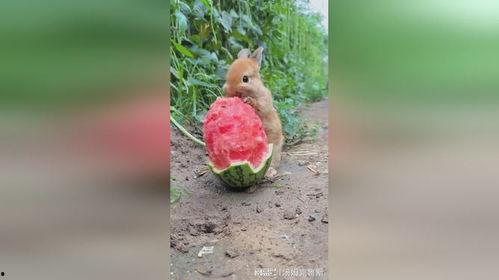 道具吃瓜小兔,揭秘神秘道具背后的趣味与智慧