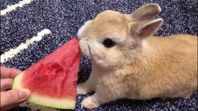 道具吃瓜小兔,揭秘神秘道具背后的趣味与智慧