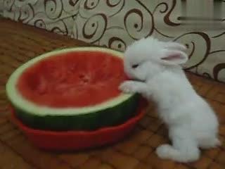 道具吃瓜小兔,揭秘神秘道具背后的趣味与智慧