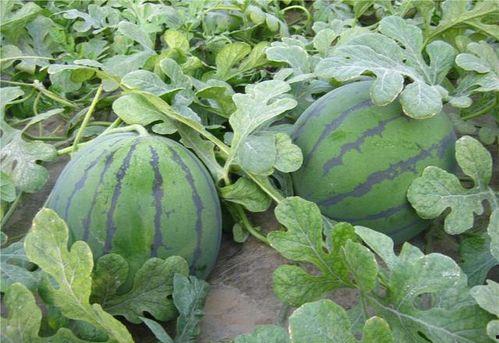 以前的吃瓜vs现在的吃瓜动图,吃瓜文化的演变与传承