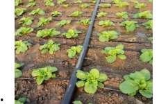 青州高柳吃瓜,瓜香四溢，品味夏日田园风情