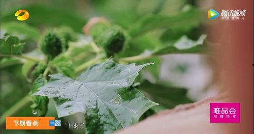 澡堂吃瓜,揭秘民间八卦趣事