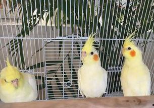 猎兔吃瓜,瓜田里的意外收获