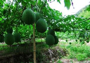 瓠子吊瓜怎么吃,解锁美味新体验