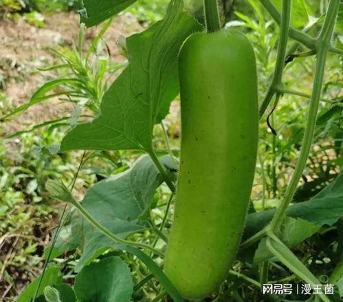 瓠子吊瓜怎么吃,解锁美味新体验