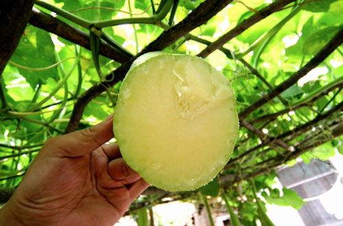 伤口愈合可以吃瓜吗