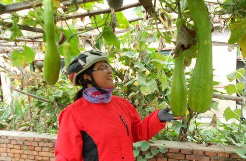 伤口愈合可以吃瓜吗