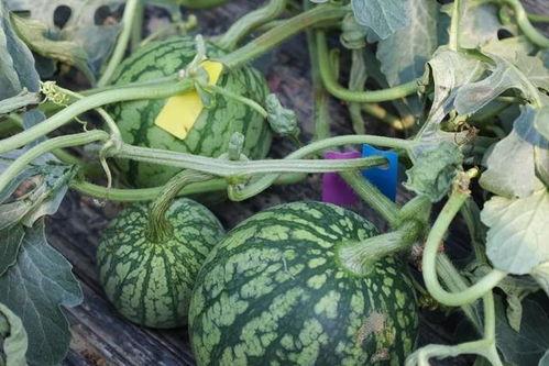 吃瓜的幸福时间,揭秘吃瓜的幸福瞬间