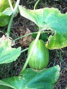 论坛吃瓜,揭秘网络热议背后的真相与笑料