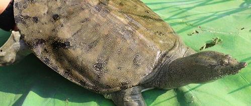 石瓜和甲鱼能一起吃吗