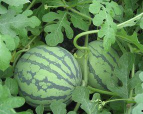 孕妇可以吃脆瓜吗,脆瓜的适宜与禁忌