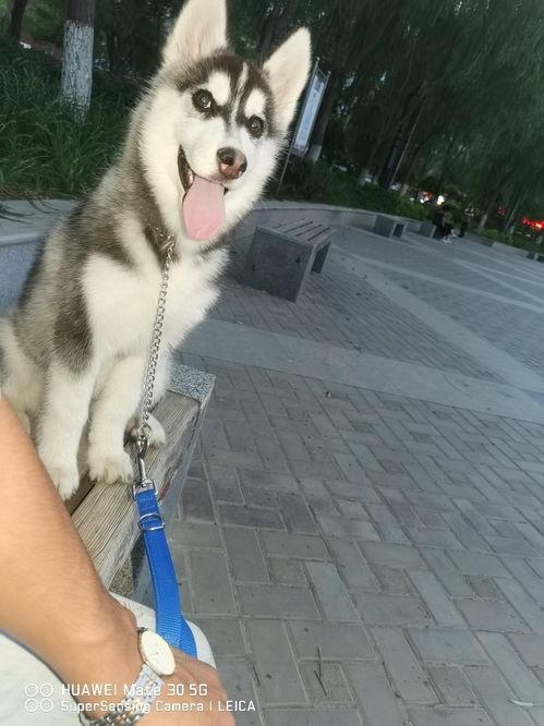 二哈吃瓜群众摸头