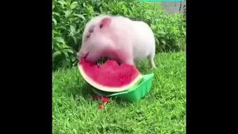 吃瓜小猪摆件,趣味盎然——揭秘吃瓜小猪摆件的独特魅力